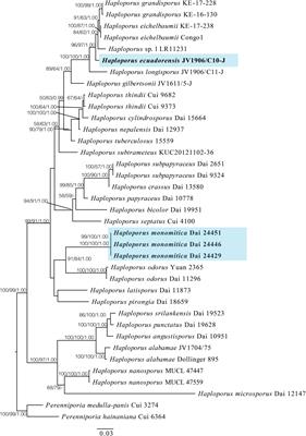 Two new species of Haploporus (Polyporales, Basidiomycota) from China and Ecuador based on morphology and phylogeny